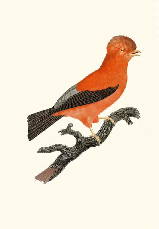Le Coq de roche du Pérou. (1806) by Jacques Barraband